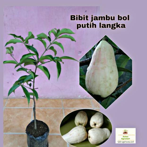 I1F Bibit Tanaman Jambu Bol Putih Langka Berkualitas Dan Bersertifikat