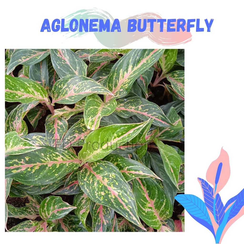 Aglaonema butterfly