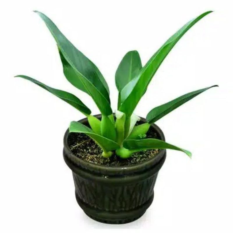 Tanaman Hias Philo Katak/Tanaman Bunga Hias Philo Katak