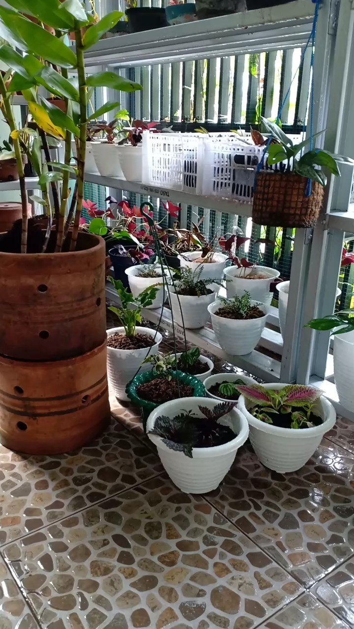 Tanaman Hias Gantung Bunga Ivy Varigata / Hedera Helix Glacier