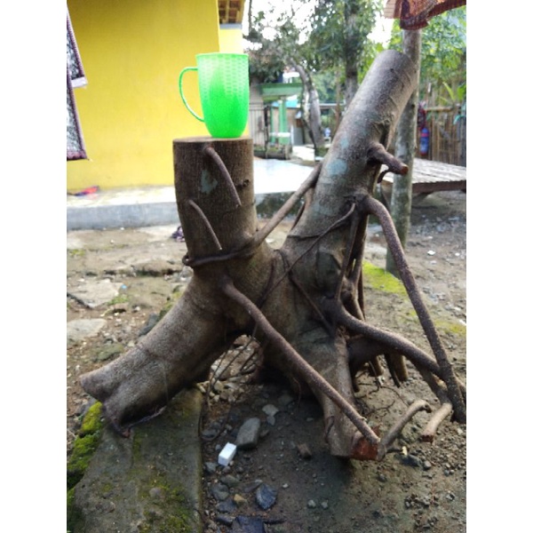 Bahan Bonsai Iprik Dongkelan Ukuran Jumbo