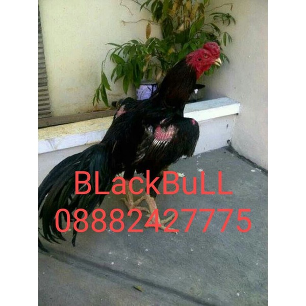 Anakan Ayam Pakhoe Black Bull Full Brakot Cakut