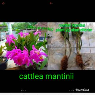 paket hemat dendro bunga bulan remaja catlea s bangkok s paket hemat dendro bunga bulan remaja catlea s bangkok s