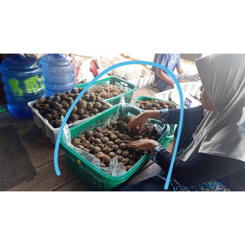 Pinang betara kecambah Spek A-B isi 1/box 500biji+bonus