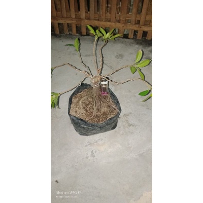 bahan bonsai beringin iprik sambing kimeng mame akar muter