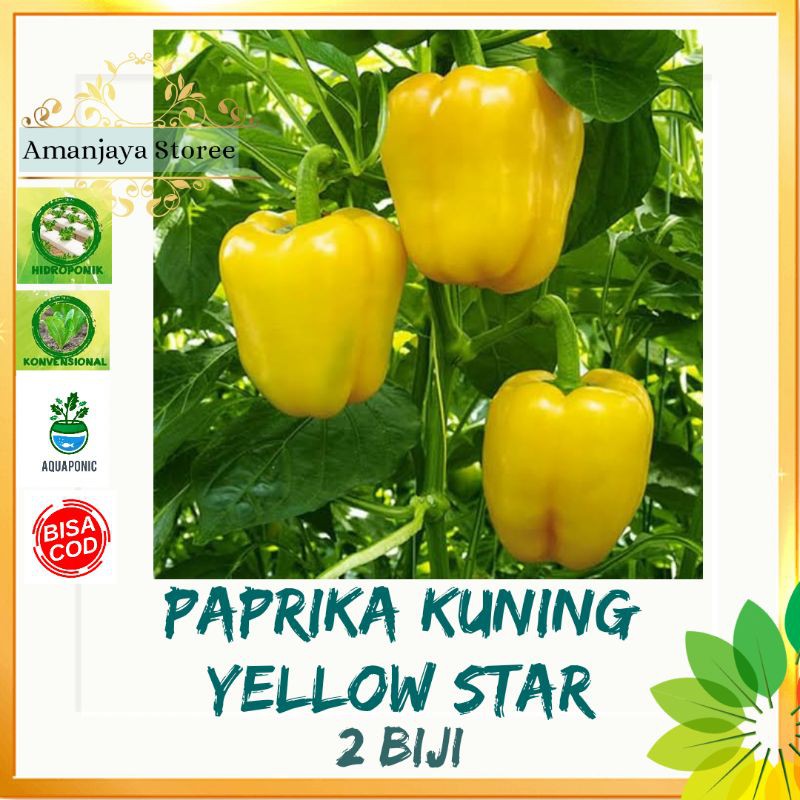 Benih PAPRIKA KUNING YELLOW STAR HIbrida