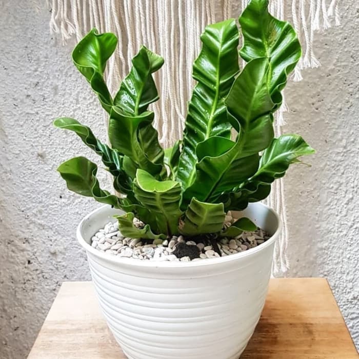 PROMO tanaman hias kadaka lasagna - kadaka lasagna - tanaman kadaka