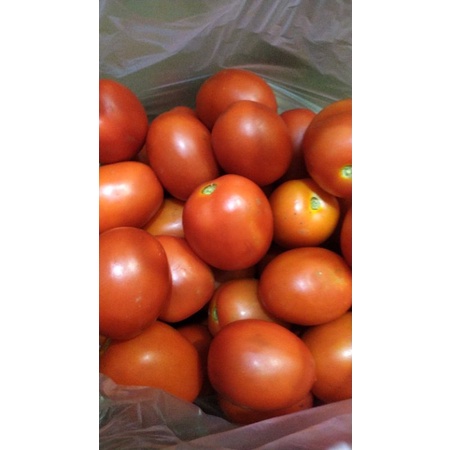 

Tomatbuah