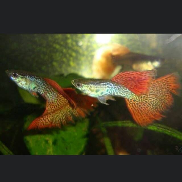 IKAN GUPPY RED LACE | IKAN HIAS | IKAN GUPPY MURAH