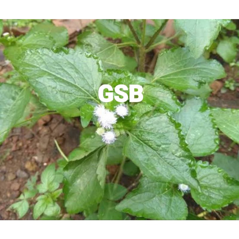 

Daun bandotan segar 500 gram petik langsung