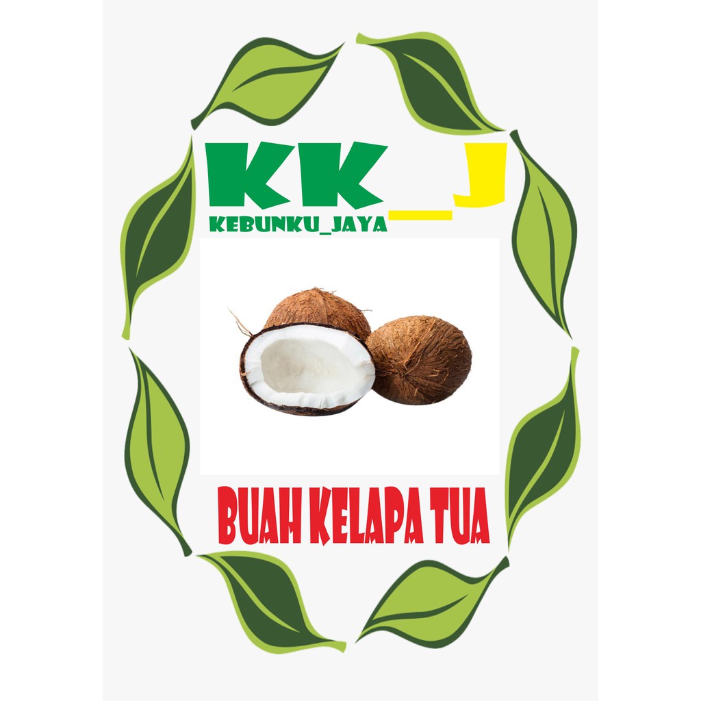 

BUAH KELAPA TUA MURAH KEBUNKU_JAYA