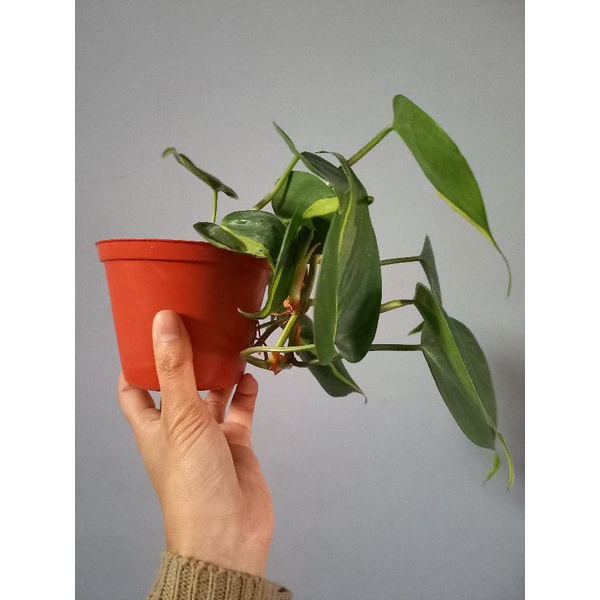 Philodendron Brazil | Sirih Brazil