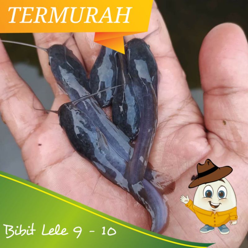 Bibit/Benih Lele Sangkuriang/Mutiara 9-10