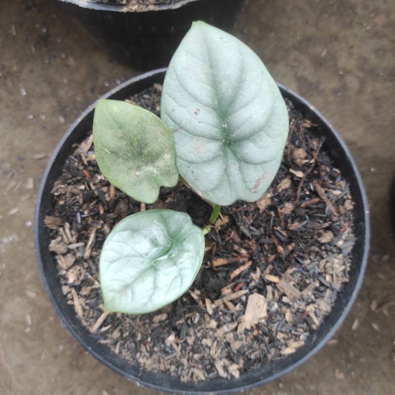 Anakan alocasia Dragon Silver