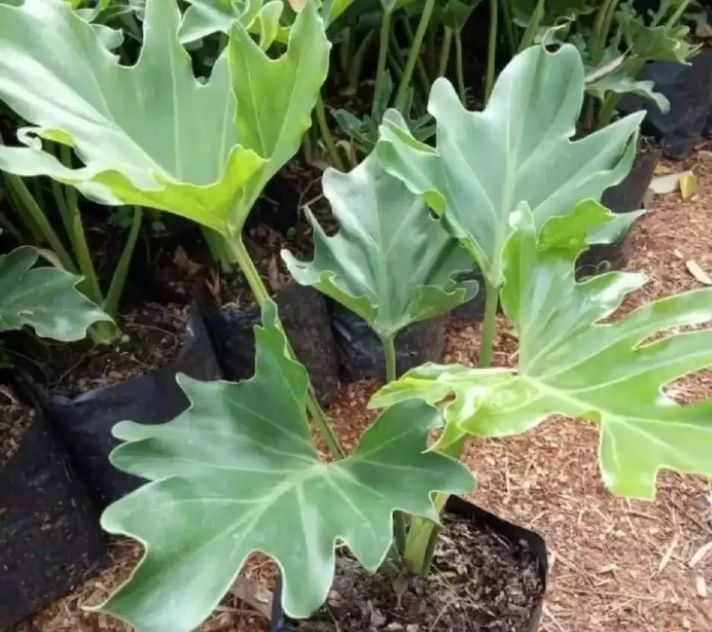 Tanaman hias philodendron - tanaman hias philodendron