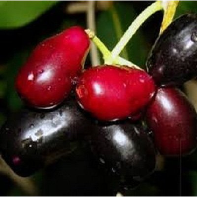 1kg muat 2 - Bibit Duwet Hitam / Jamblang Hitam Unggul murah