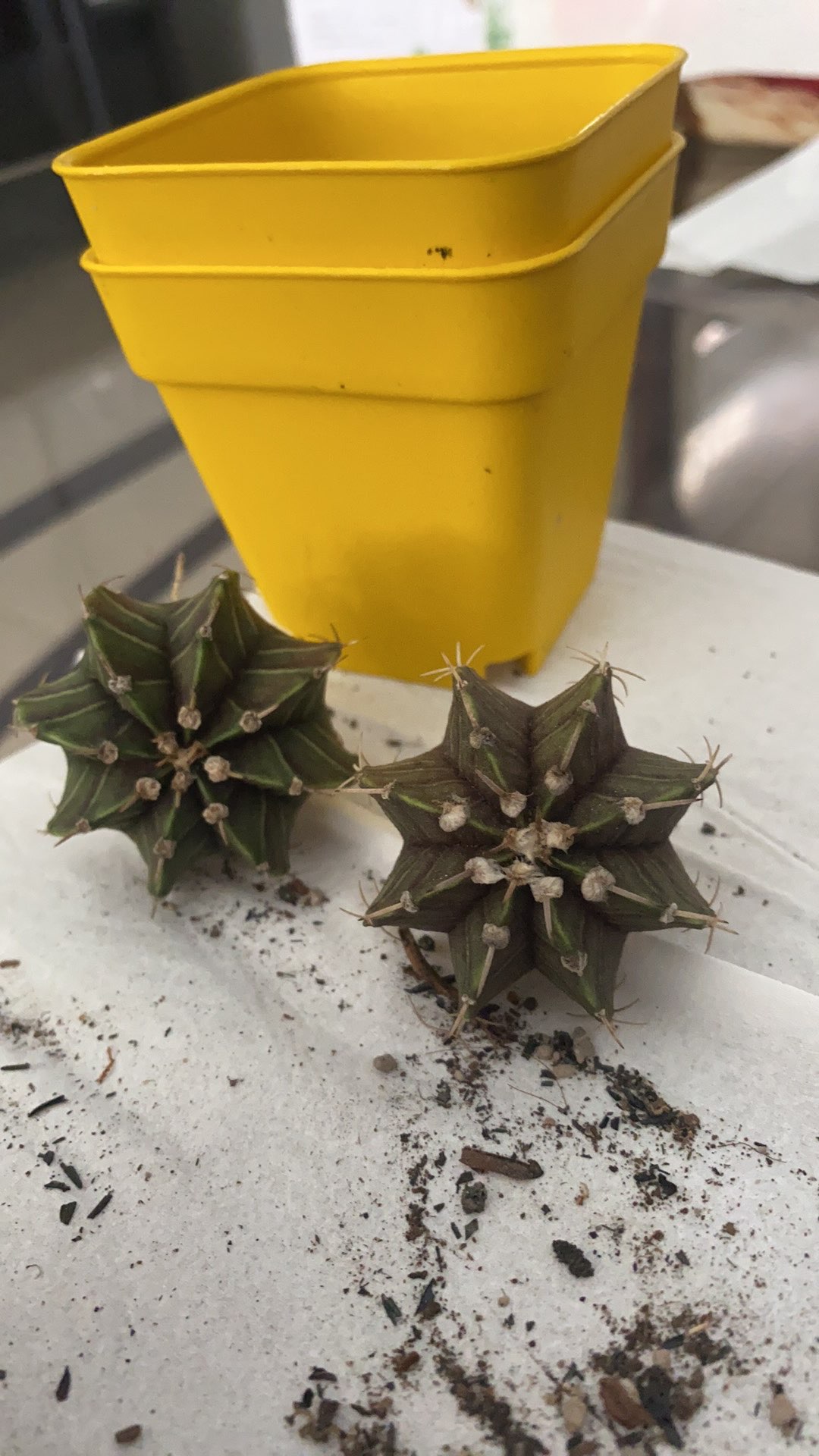 Lb 2178 Hybrid Murah Bisa Borongan