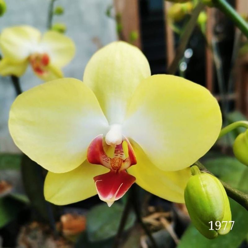 anggrek bulan premium kuning spike