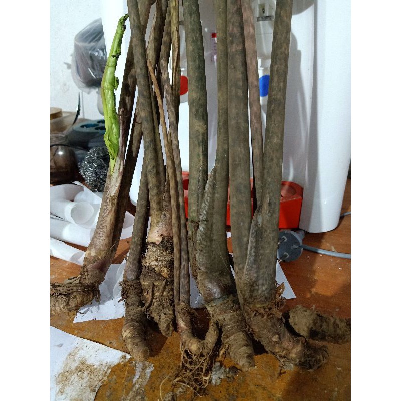 Bonggol Alocasia Jacklyn