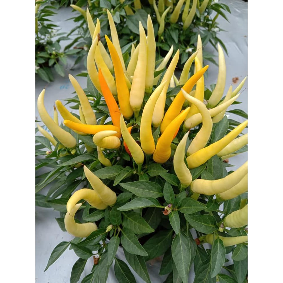 Benih Bibit Biji - Cabai Yellow Medusa Head Pepper Seeds