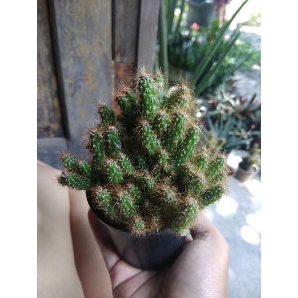 tanaman hias kaktus mini