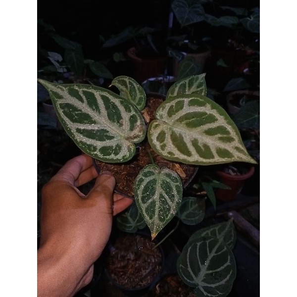 anthurium silver forgetii