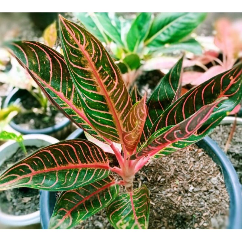 Red Sumatera (foto Asli) / red sumatra aglonema