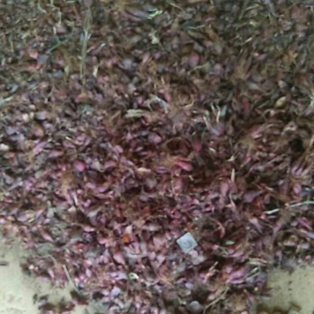 

Bawang dayak