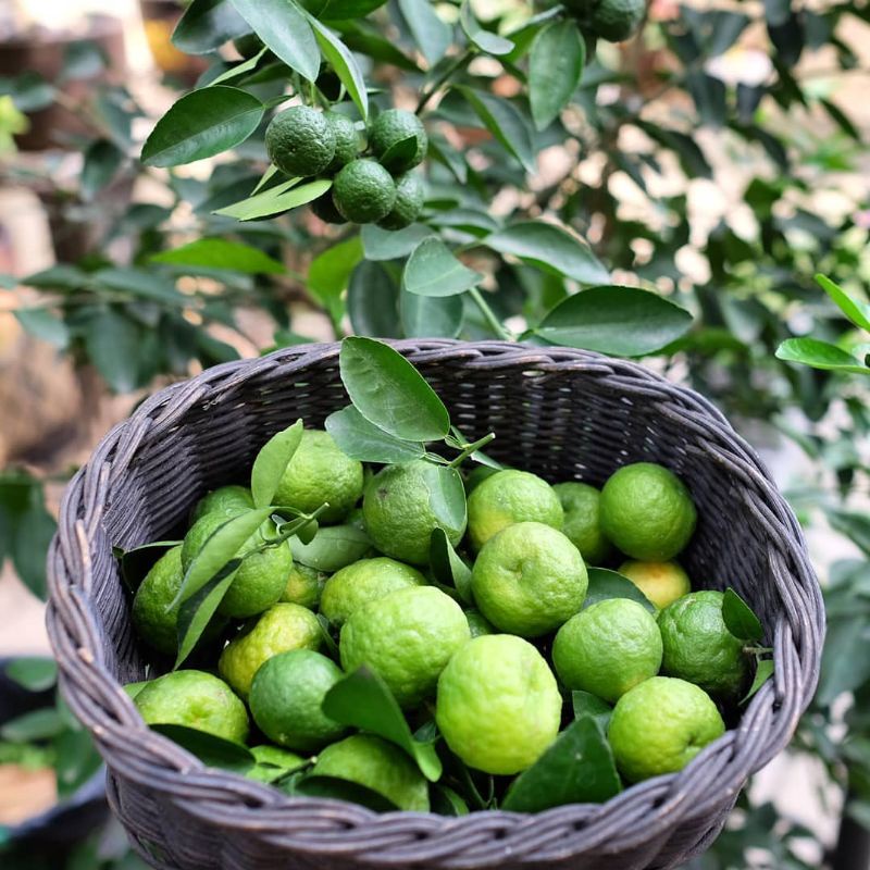 Bibit Jeruk Limau Berbuah