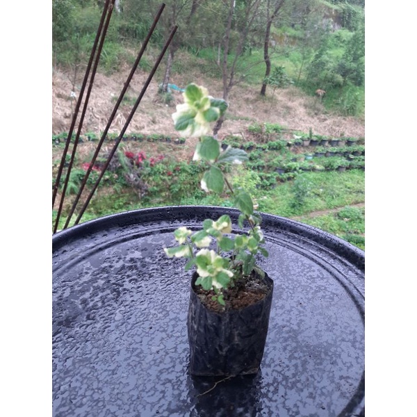 Bibit Mint, Daun Mint, Tanaman Mint, Pineapple Mint (Mentha Suaveolens  Variegata)