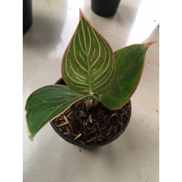 FORSALE! anakan aglonema minion REAL PICT