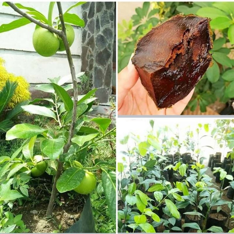 bibit black sapote sawo/kesemek hitam rasa puding coklat