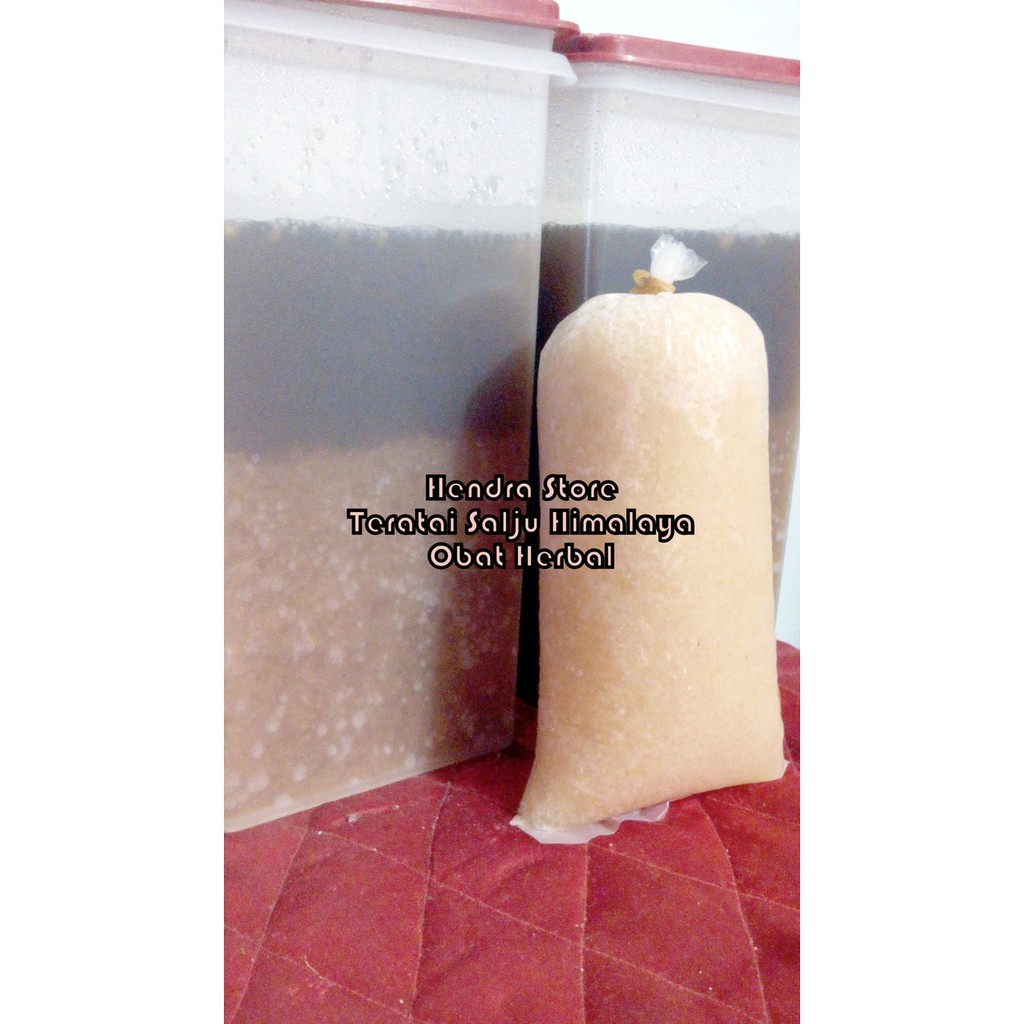 teratai salju (Bibit)