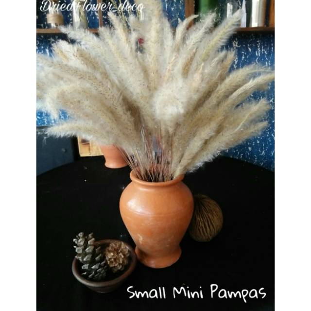 Small pampas pampas mini ( 20 batang )