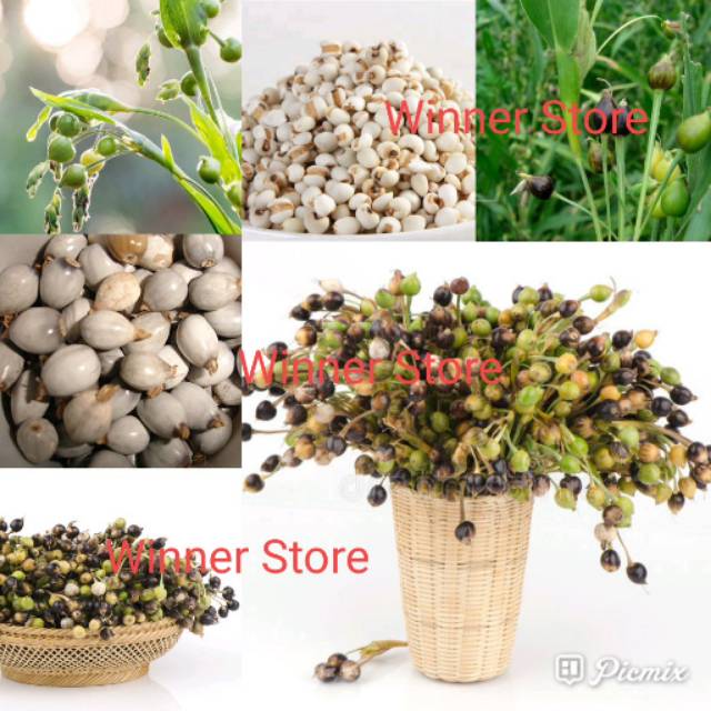 Bibit Benih Jagung Hanjeli Jali Jepen (5 Gram)