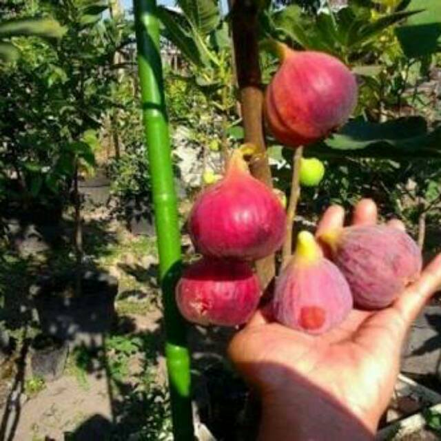 Bibit buah tin merah