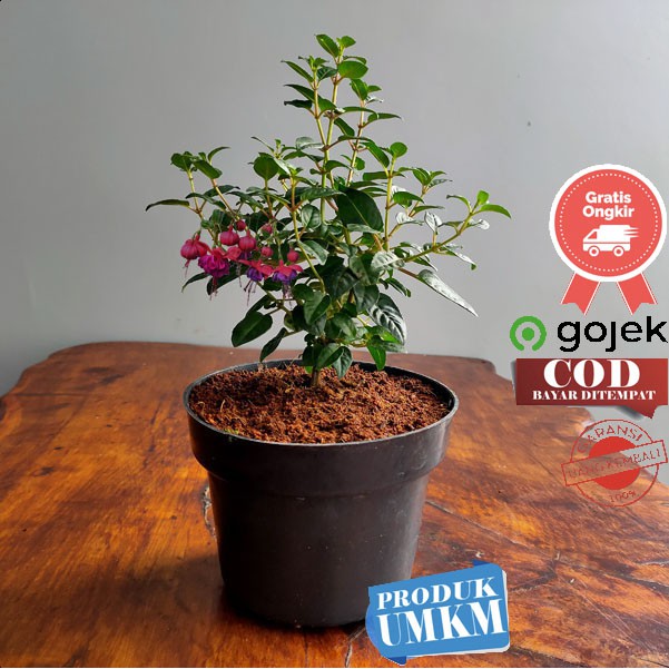 Tanaman hias  gantung Kembang anting lampion bunga biru  - Fuchsia blue