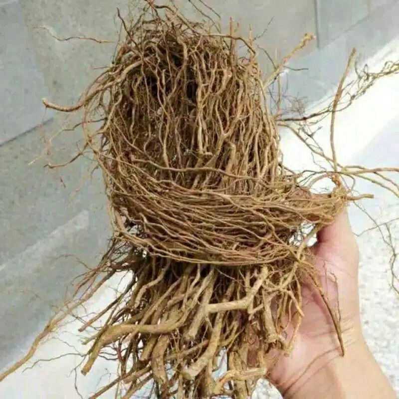 Akar Senggani, Lilitan Akar Senggani Aquascape