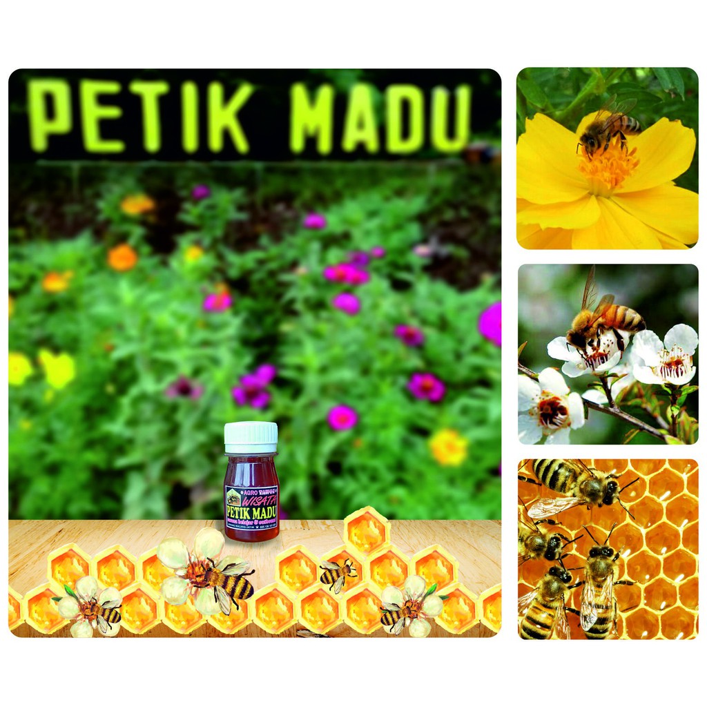 

Madu Murni buat Souvenir netto 55gram