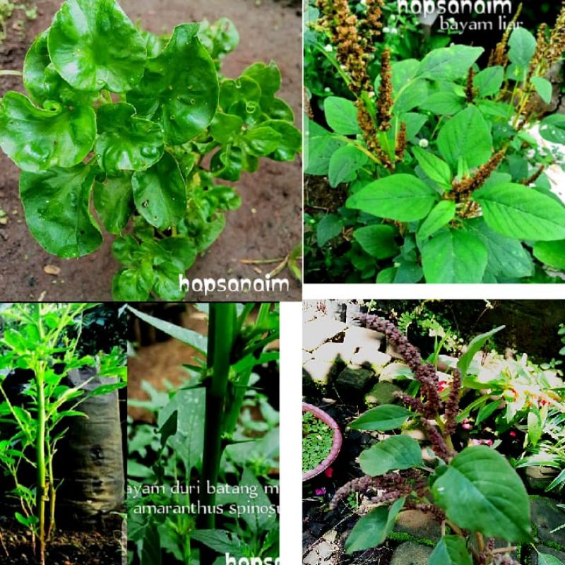 stek/benih & tanaman Bayam Brazil Bayam Duri sayur manis Bayam Liar Hutan herbal 20-35cm