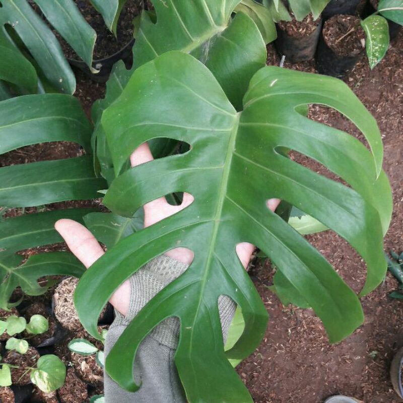 monstera king ukuran remaja