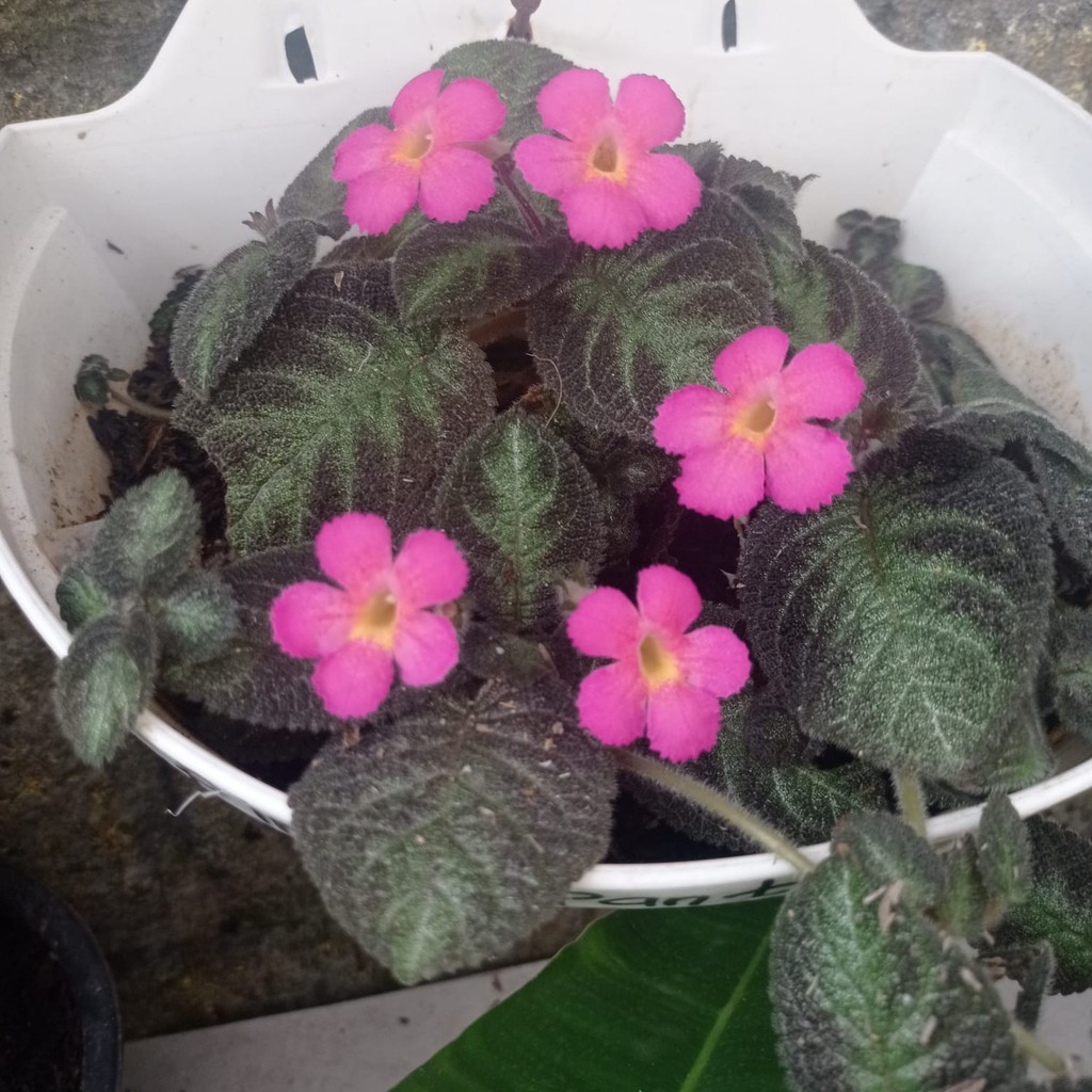 Bunga Episia Pink Panther Bunga Episcia Tanaman Hias Murah