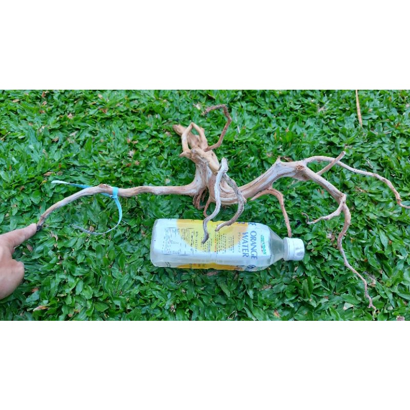 Akar AQUASCAPE Bahan Bonsai