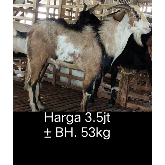 hewan kurban kambing domba qurban 2022
