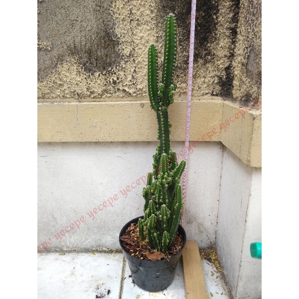 Kaktus Candi 50cm/ Kaktus Cereus Tetragonous/ Kaktus Tetragonus Hidup/ Tanaman Hias/ Tanaman Oksigen