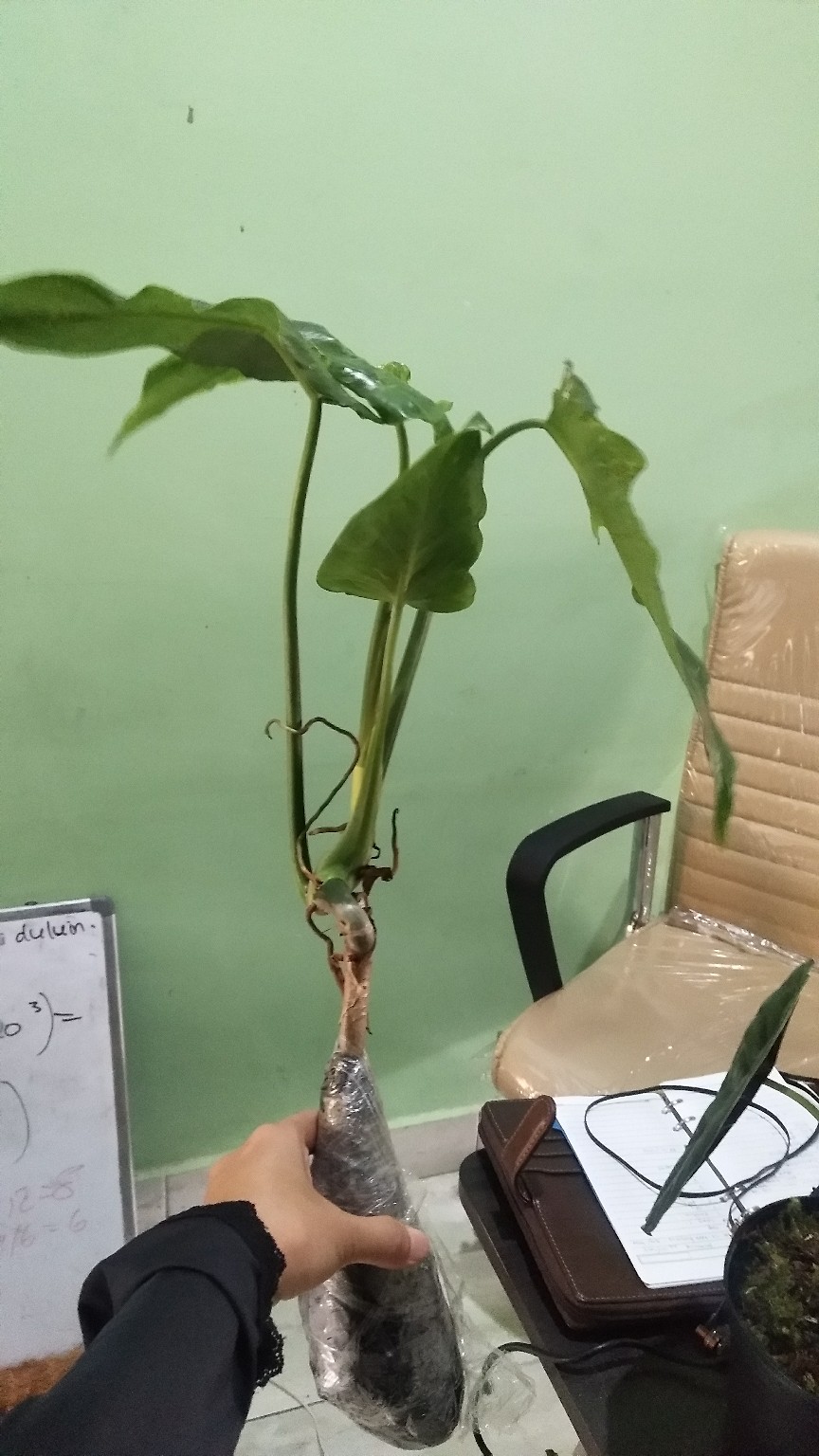 Tanaman Hias Philodendron Dragon Varigata Philo