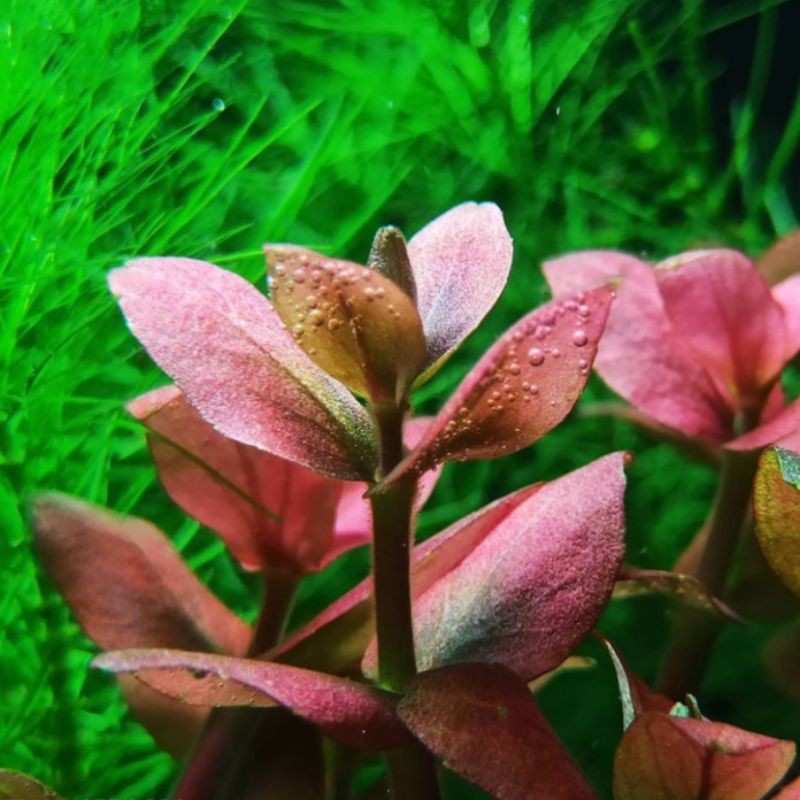 

bacopa salzmannii