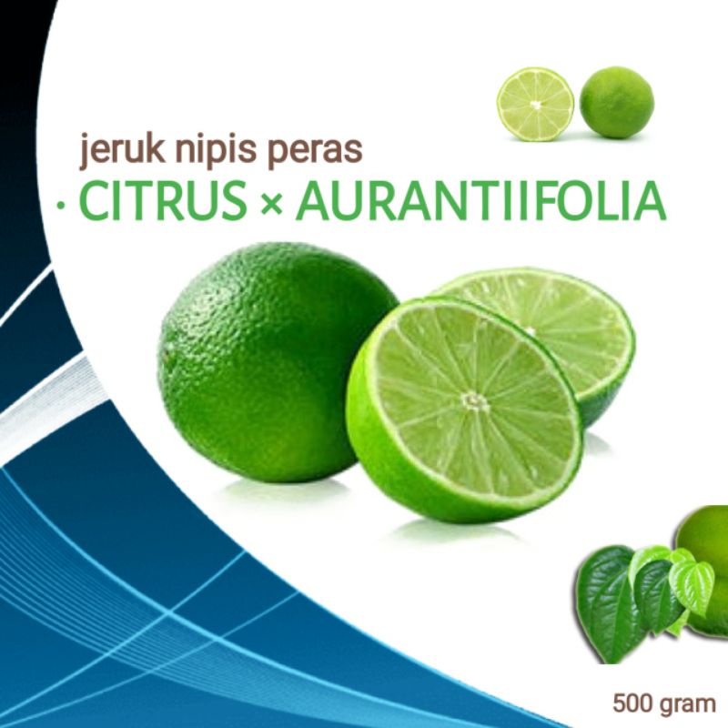 

• CITRUS x AURANTIIFOLIA / JERUK NIPIS 500gr