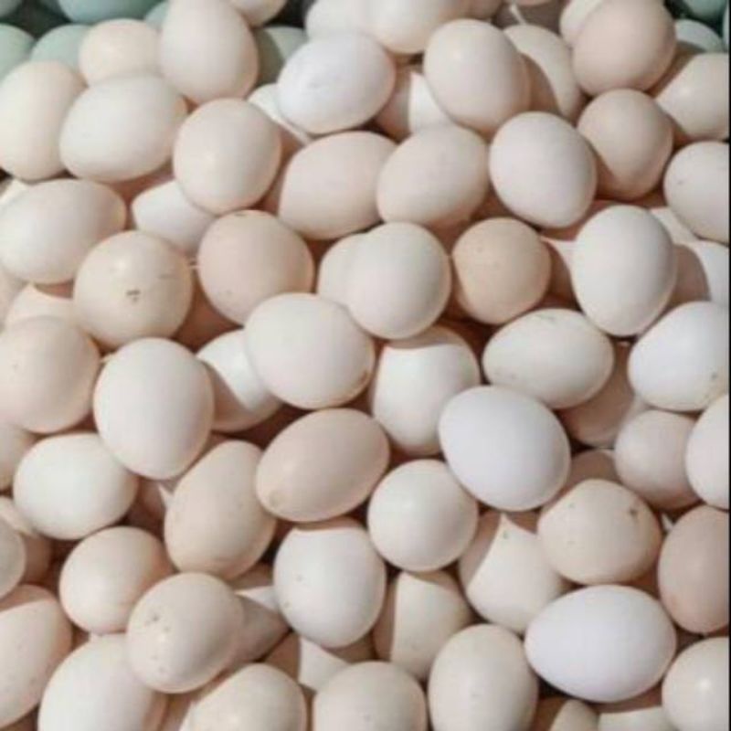 

telur ayam kampung