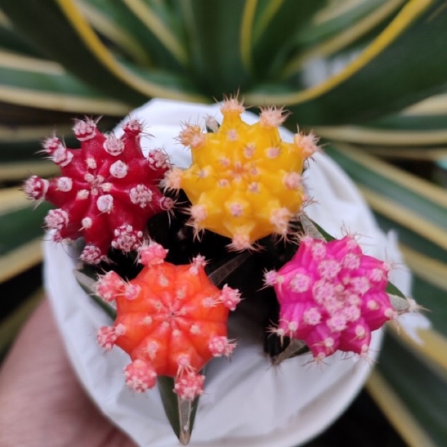 kaktus gymno mini import